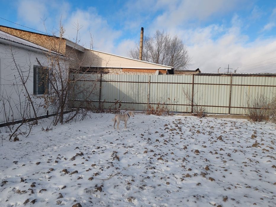 Продам щенков ТАЗЫ 6 месячные,близнецы