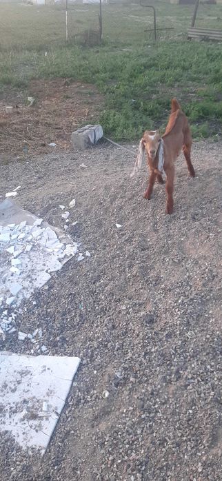 Продам козу и козочку