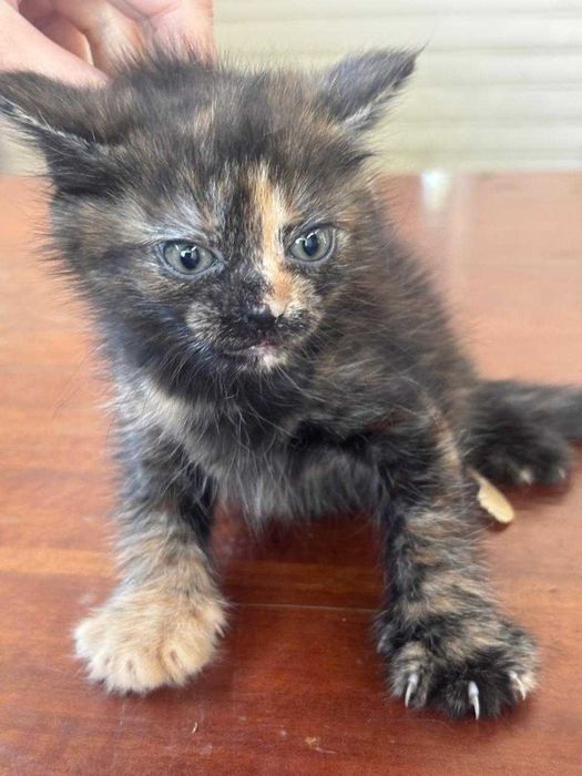 Котята.                   .