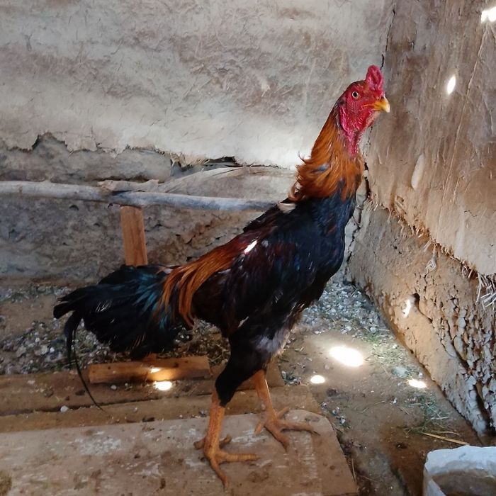 Dakan xoʻroz sotiladi