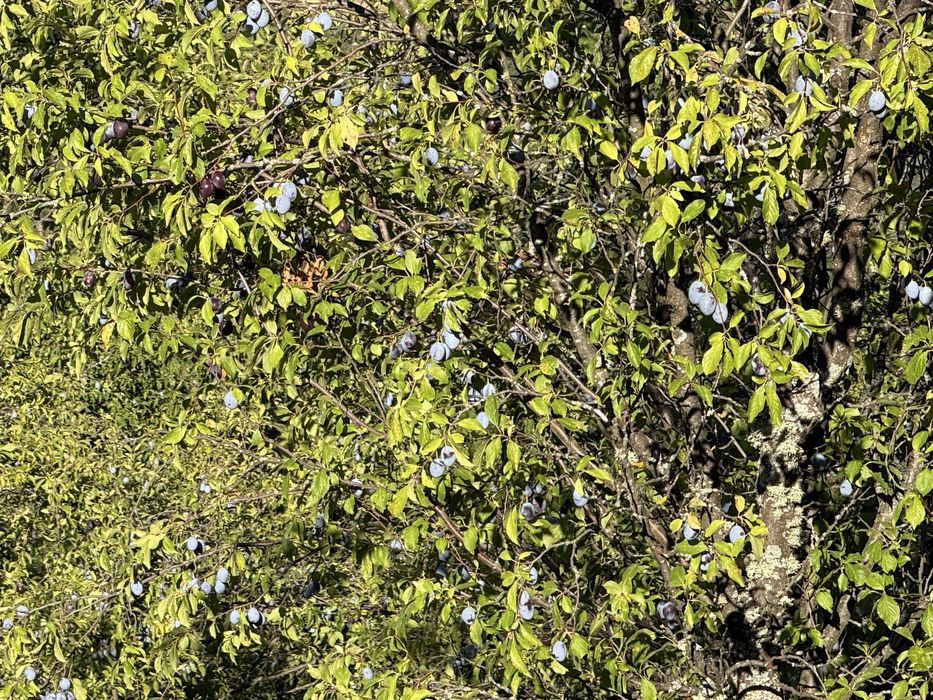 Prune  pt dulceata sau tuica