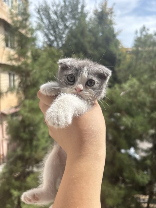 Шотландская вислоухая кошечка