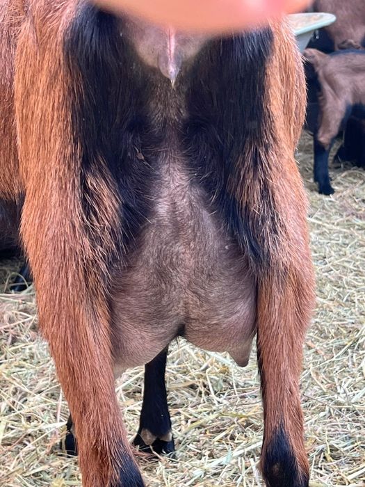 Vând cinci capre de rasa bune de lapte și un țap alpin