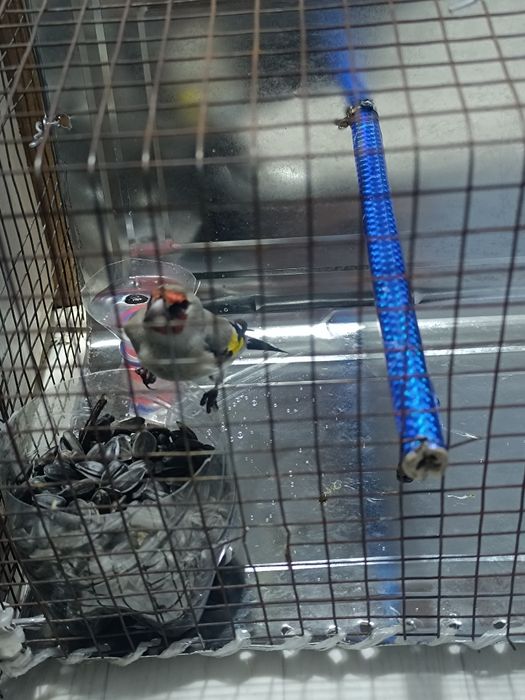 Щегол на продажу