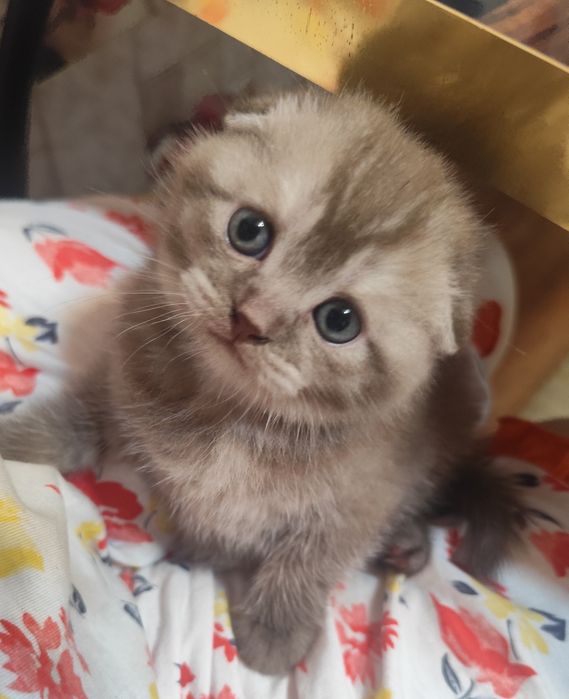 Котик породы Шотландец.