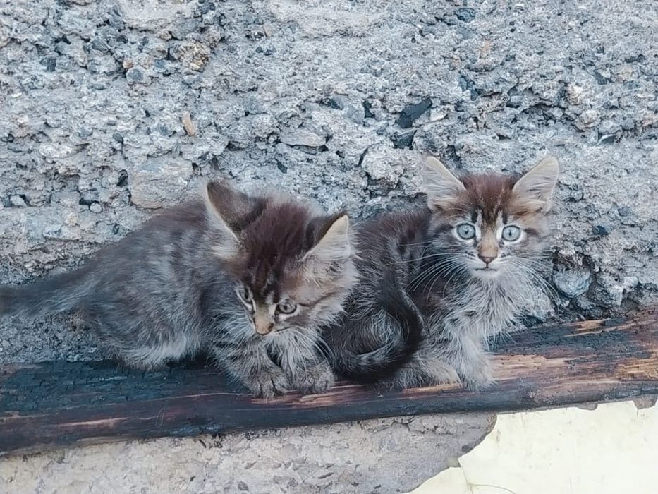 Котята. Раздаём. Доставим.