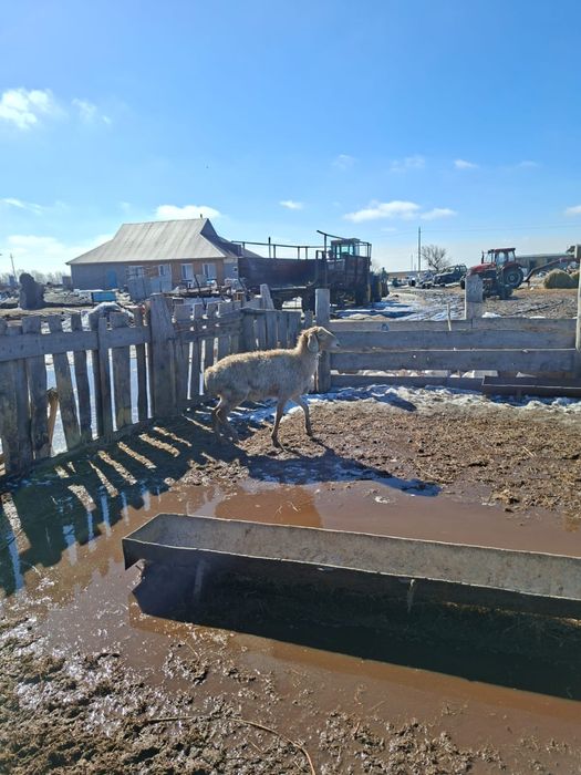 СРОЧНО продам арашанку