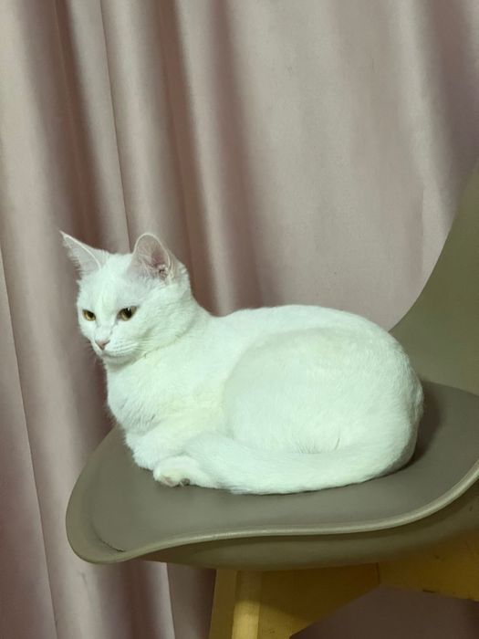 Кошка бесплатно.