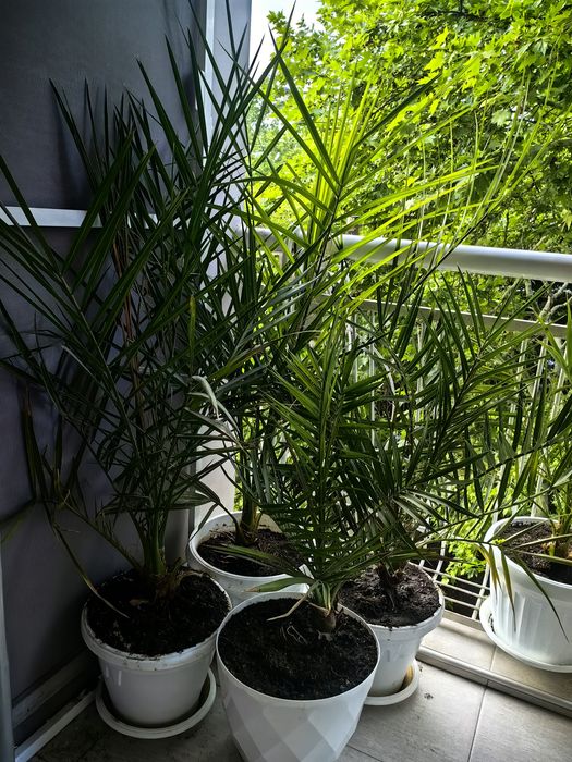 Финикови палми 4бр