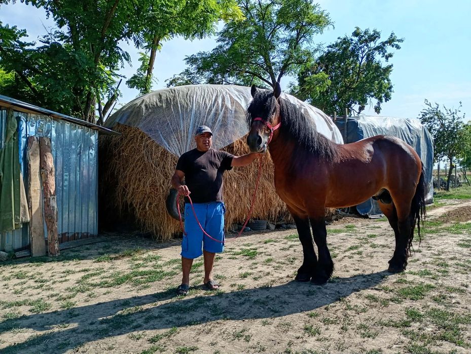Armăsar 3 anișori rasă semigreu se poate vedea și proba la Brăila comuna gemenele