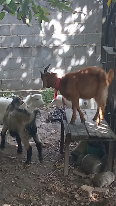 Козлятя Алматы Коксай