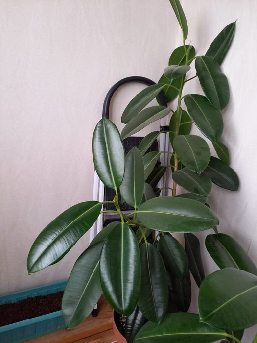 Фикус эластика (каучуконосный)