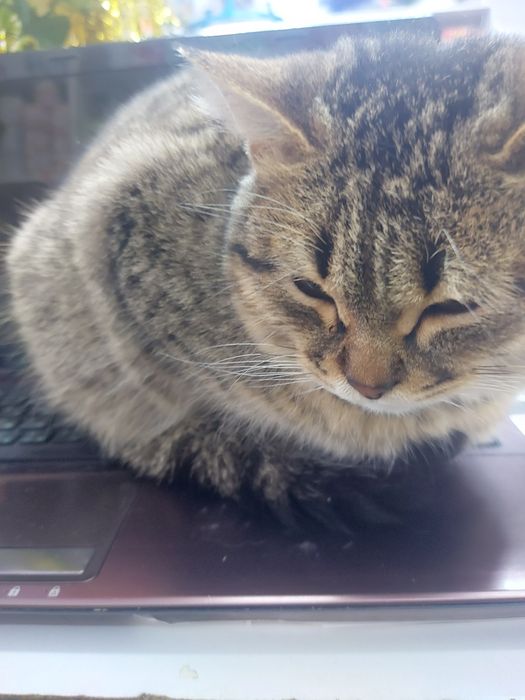 отдам даром котиков и кошечек