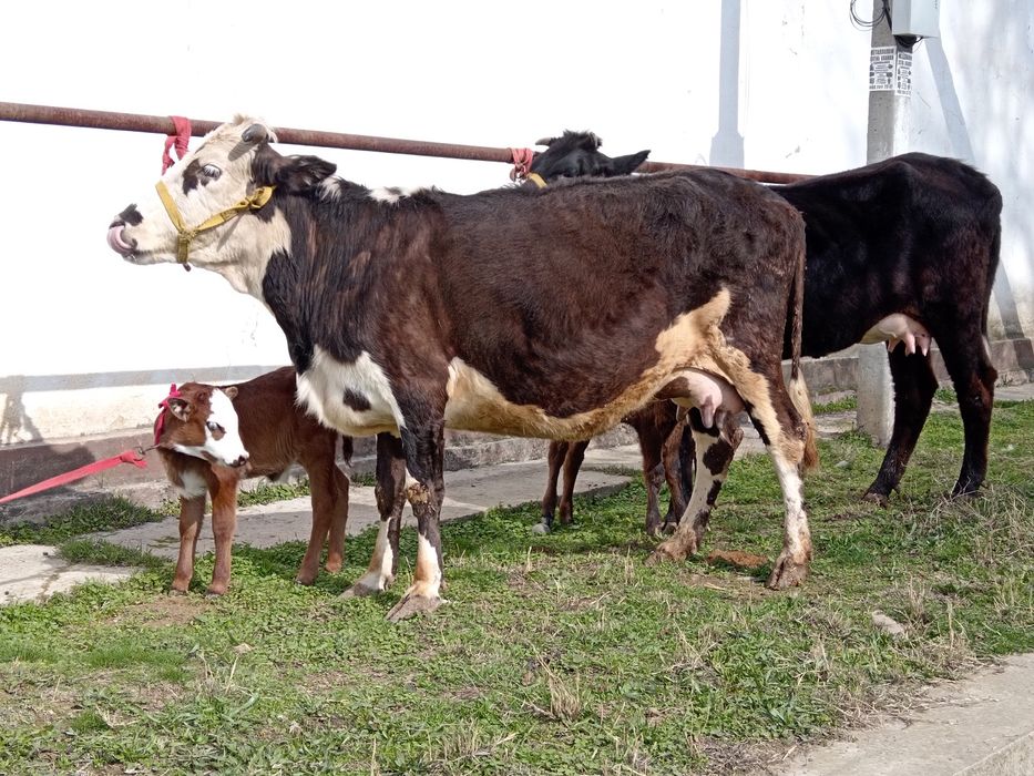 Ona bola bolasi buqa