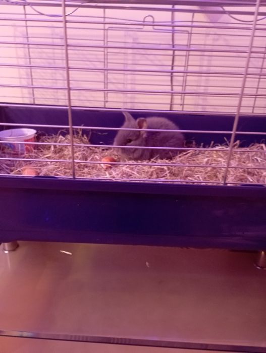 Vînd animal de companie