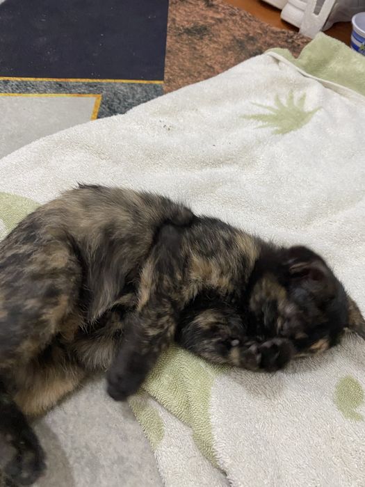 Котенок даром очень милый