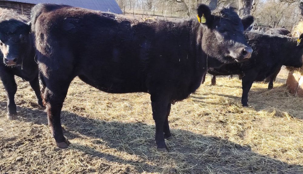 Vițele Angus 13 luni ~400 kg – certificat de origine