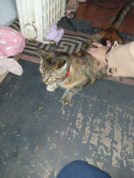 Отдам кошку в хорошие руки