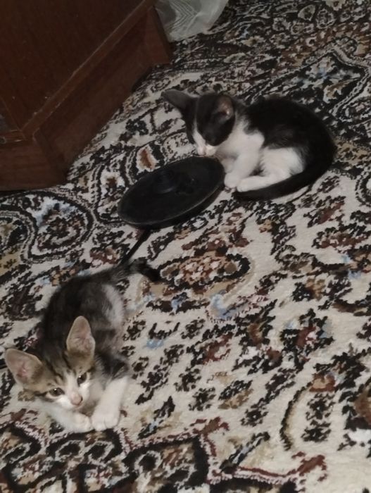 Mushuk bolasi sutdan chiqgan 2 ta bor