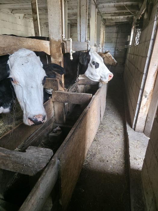 Продам молочную корову