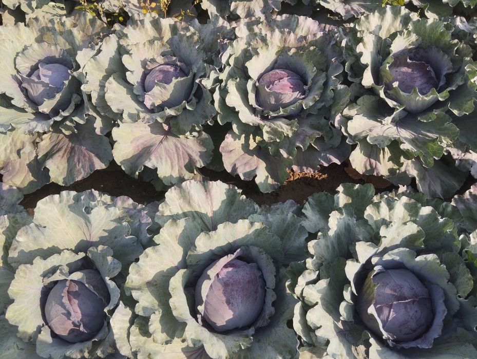 Продавам ЧЕРВЕНО ЗЕЛЕ на Едро.