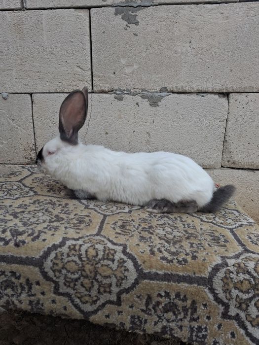 Vand iepuri  urias de Transilvania