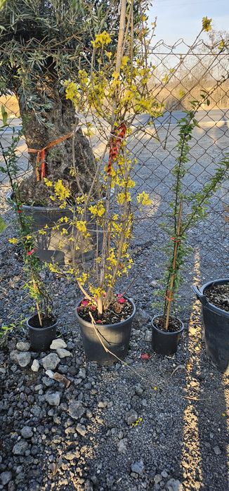 Pyracanta - Forsythia ( ploaie de aur ) leylandi