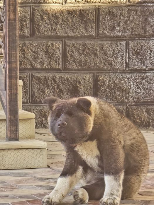 Американский акита