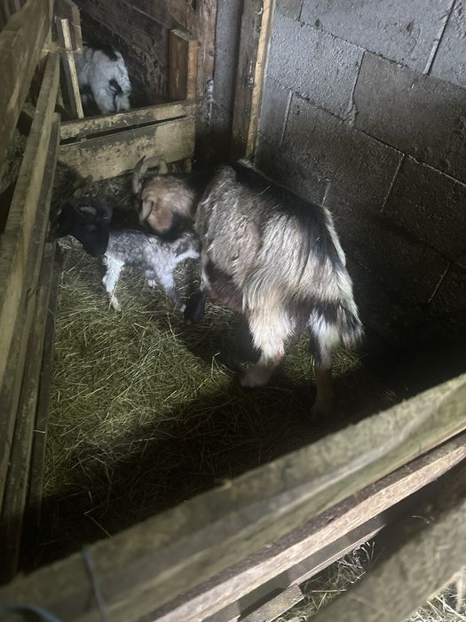 Vand capre cu cate un ied  pret 450 buc  cu tot cu ied