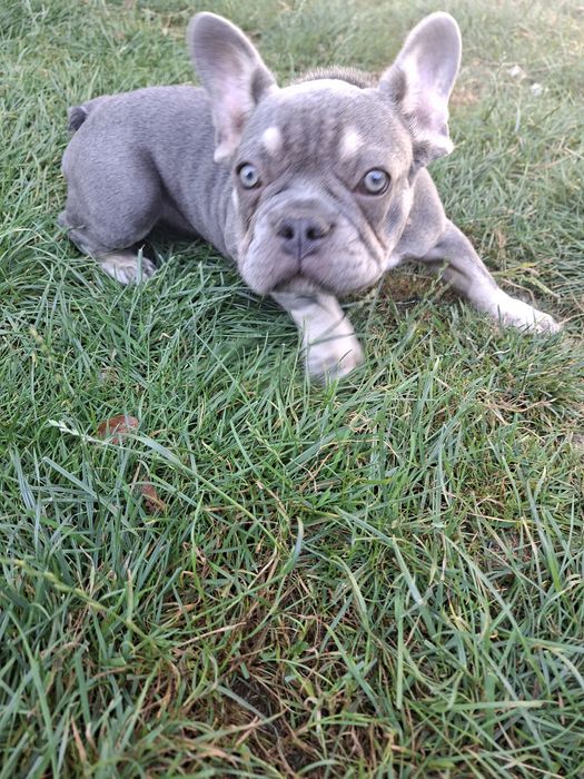 Bulldog francez mascul