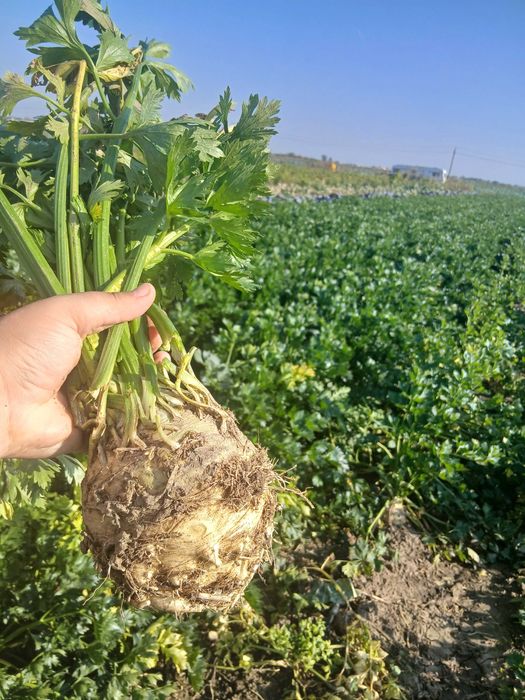 Morcov si țelină de vanzare