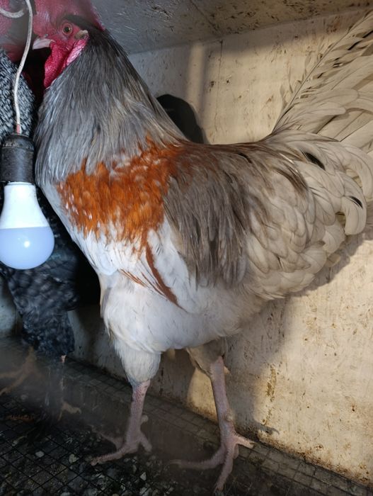 Петухи продаются