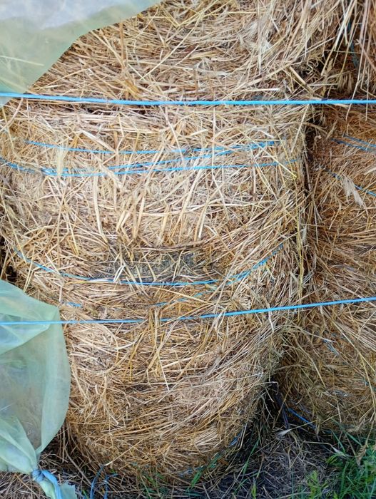 Baloți de lucernă dimensiuni 90/ 60cm  35kg