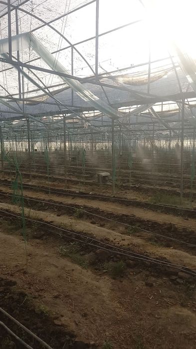 Mikrokilimit soya setka