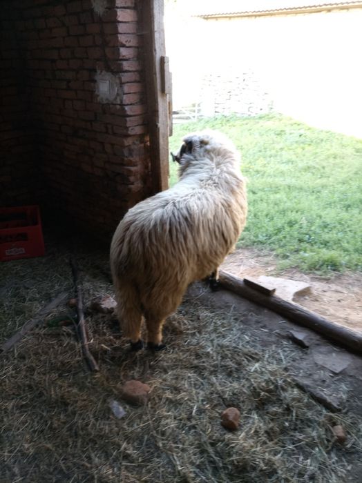 Vând mior sau schimb