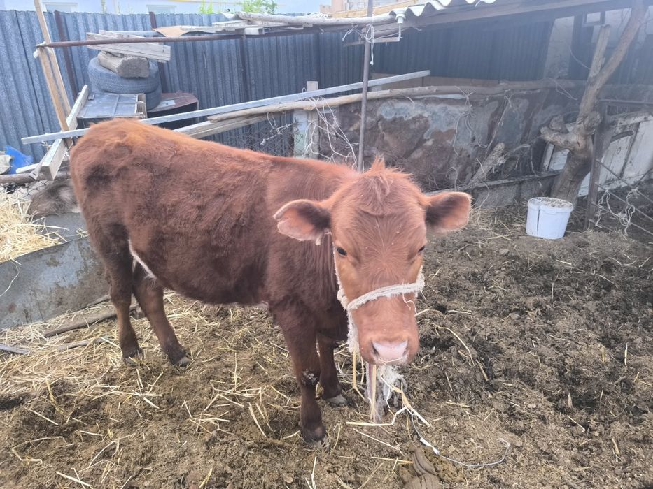 Қашар сатылады 350000