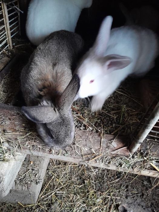 Vând iepurași tineret