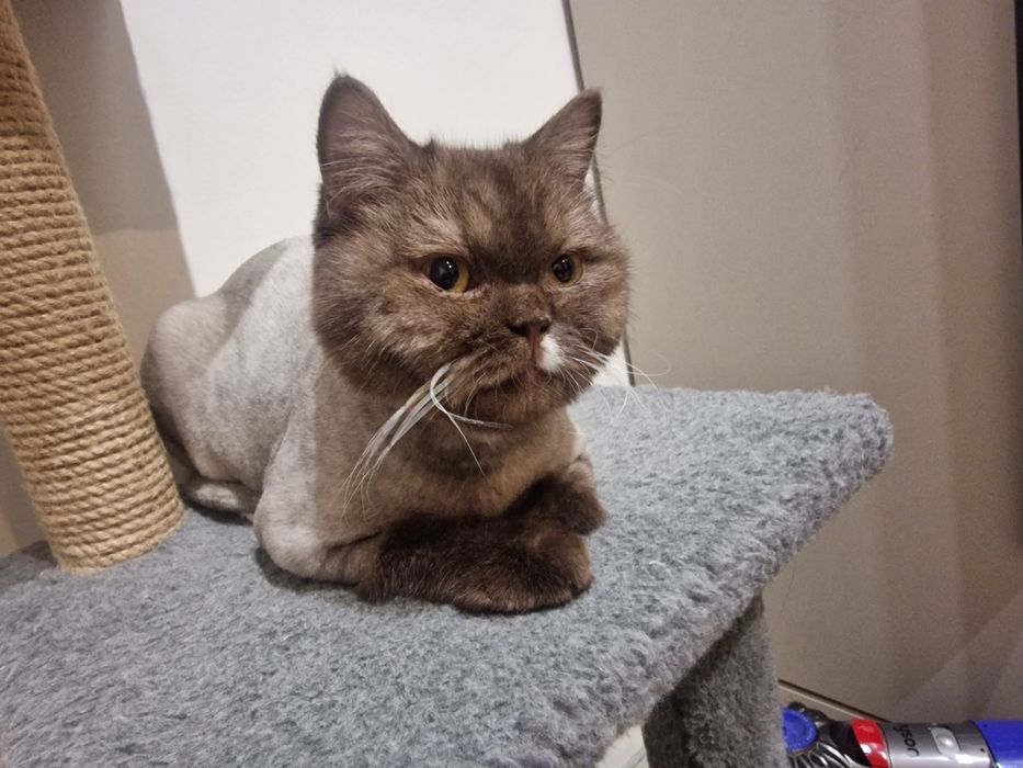 Породистый Британский кот