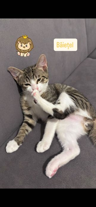 Pisicuțe pentru adopție