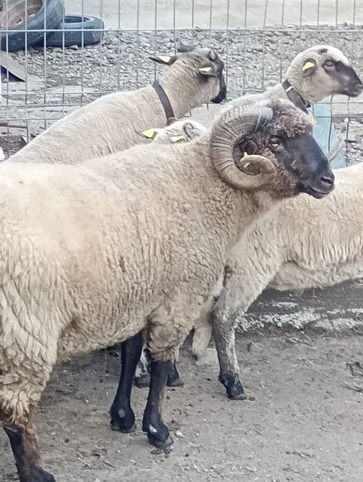 Tigaie.romaneasca