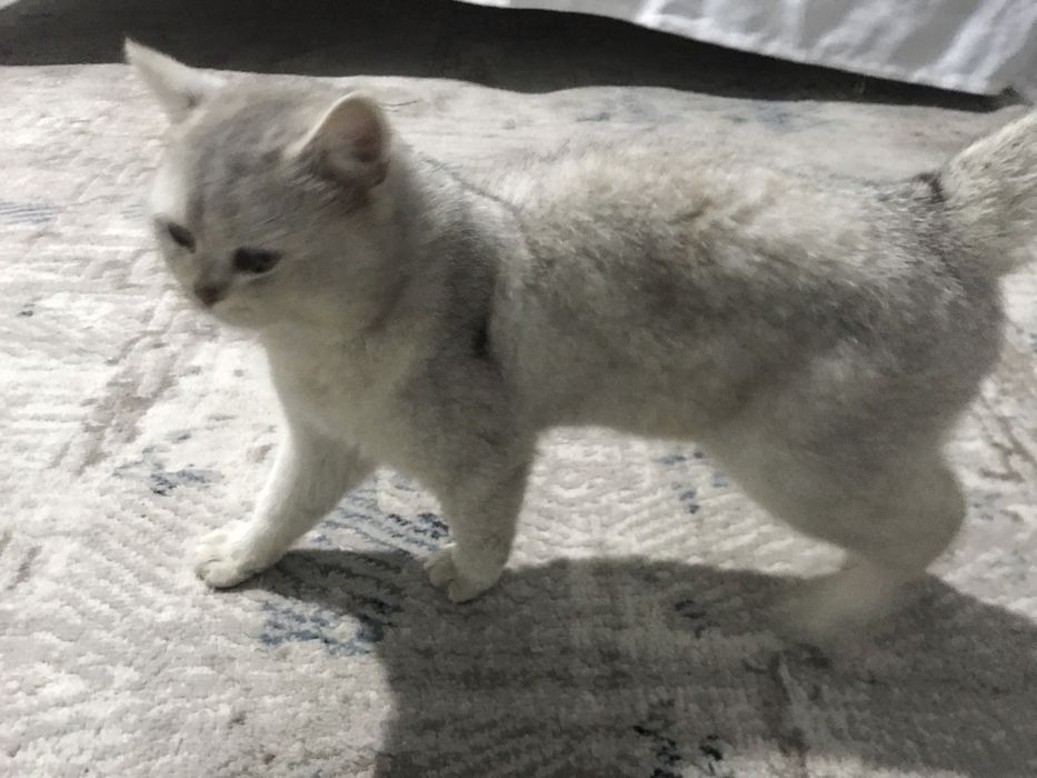Zoti:serebreski shinshilla yoshi 1yosh jinsi o’g’ilbola manzil qo’qon