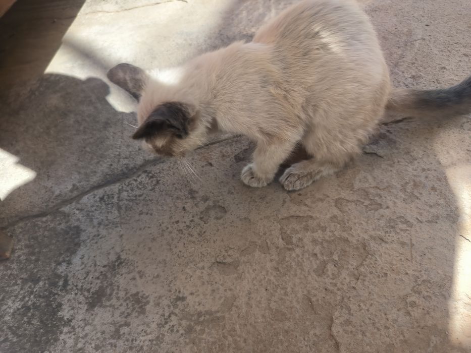 Отдам хорошие руки, коты