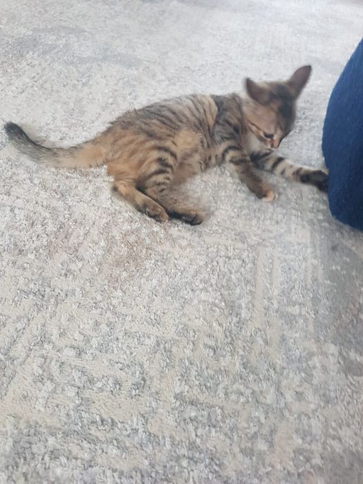 Маленький катёнок девочка