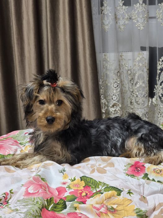 Yorkshire terrier