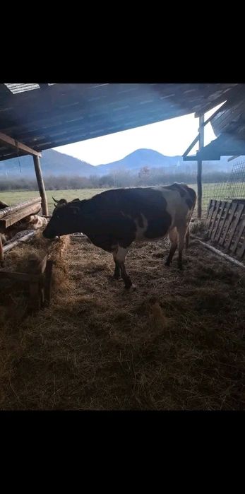 Vând vacă tânără