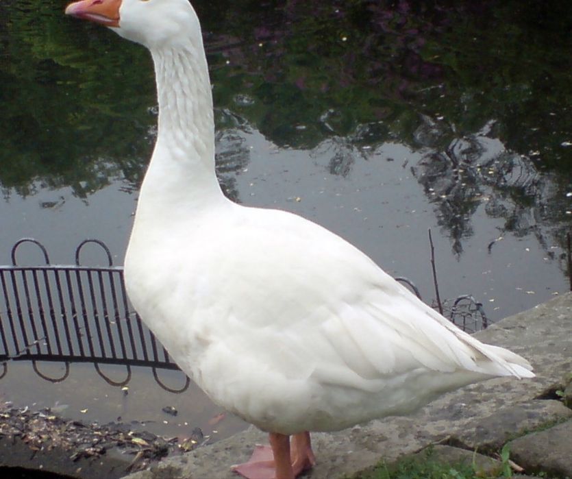 Гоз сотилади соглом