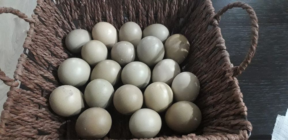 Oua de fazan rasa comun