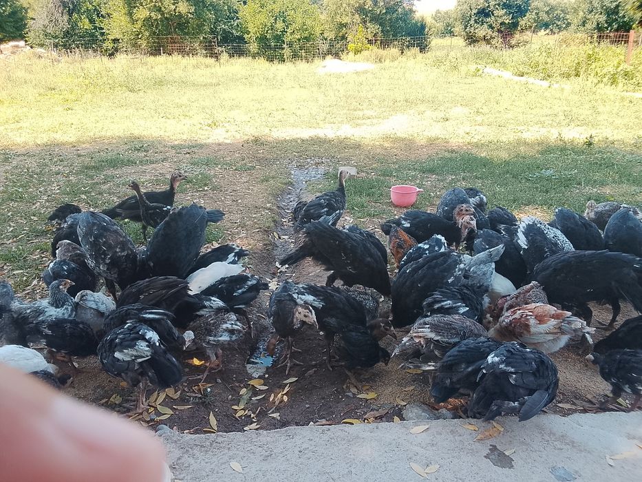 Продам продам продам