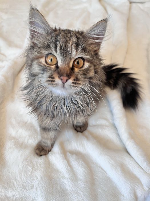 котенок бесплатно в добрые руки