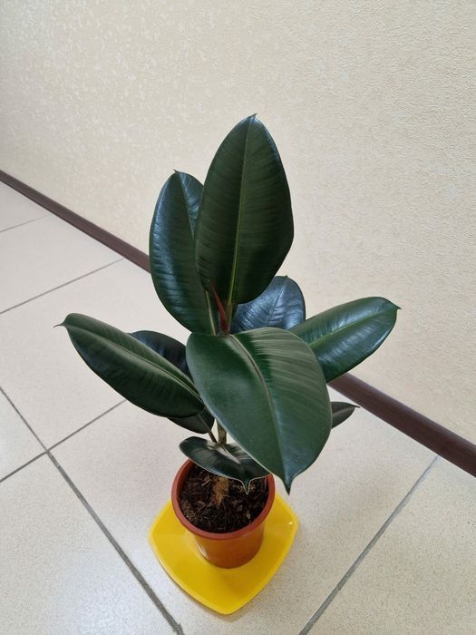 Продам комнатные цветы